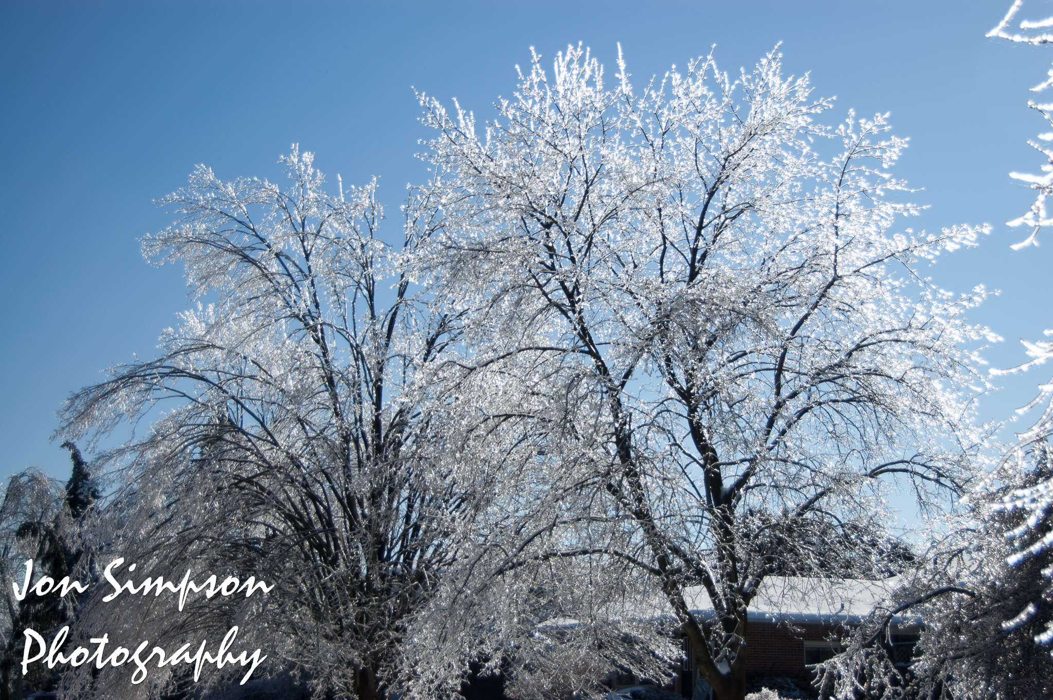 Ice Trees (11 of 15)