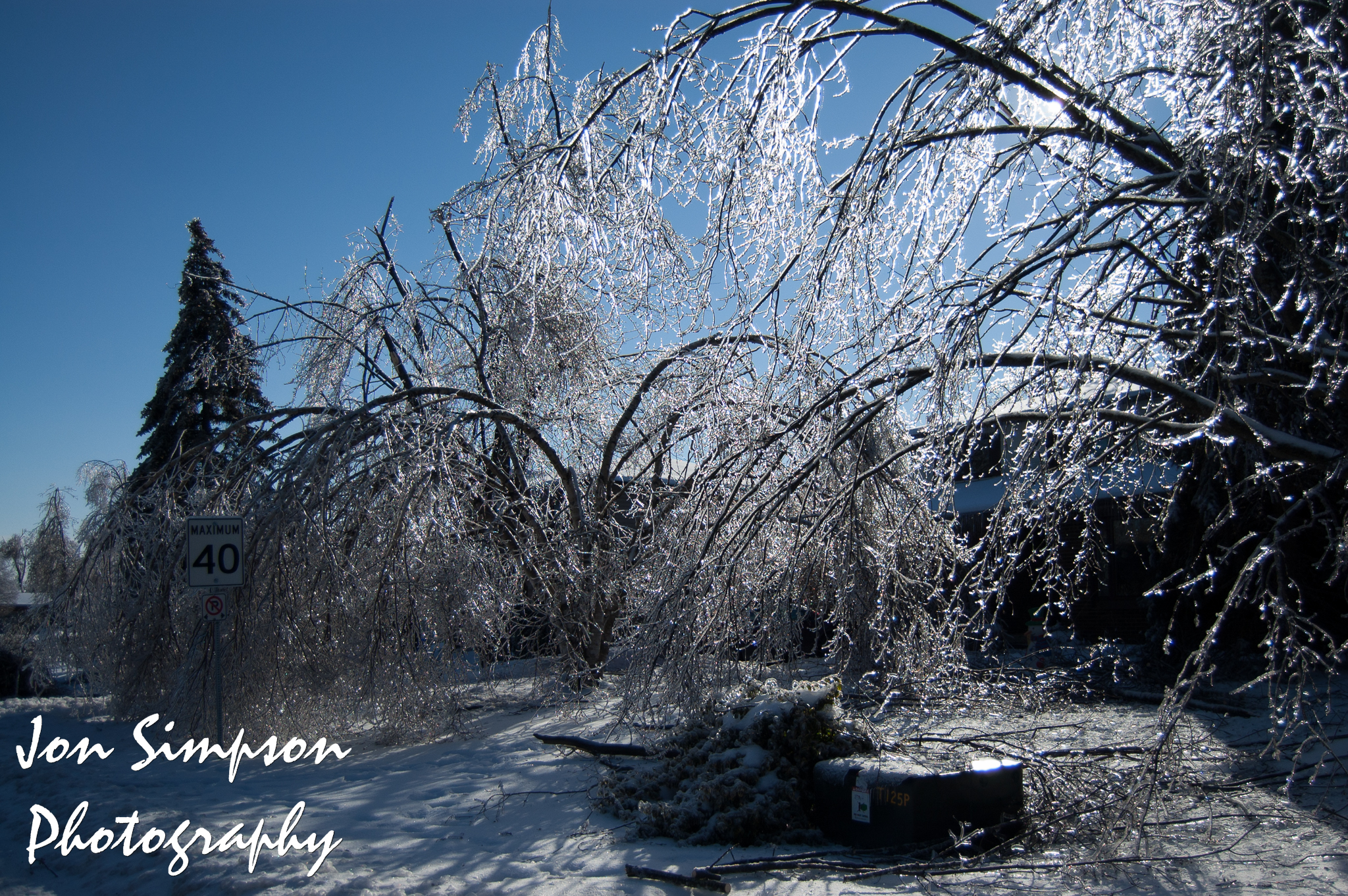 Ice Trees (12 of 15)
