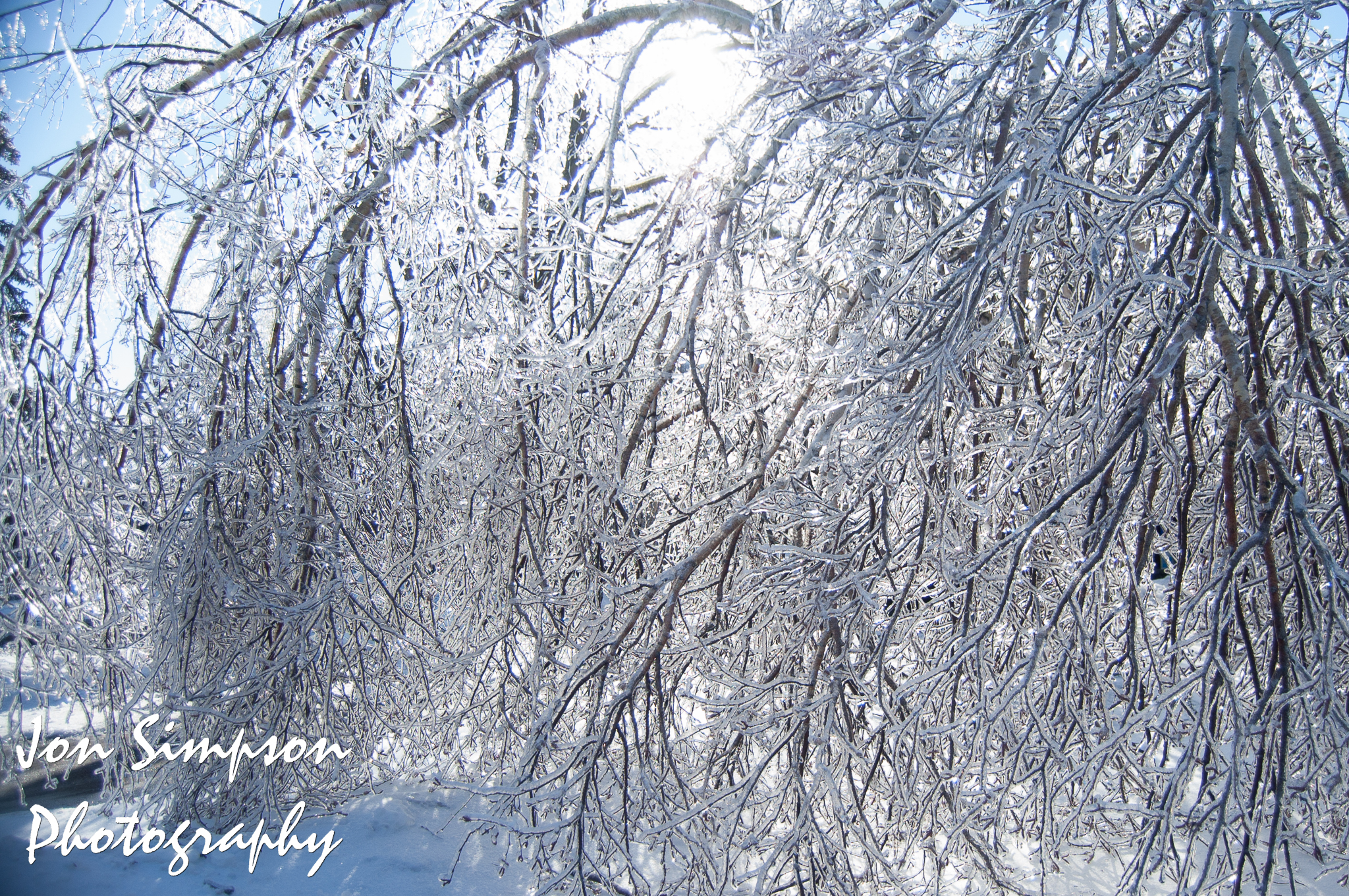 Ice Trees (13 of 15)