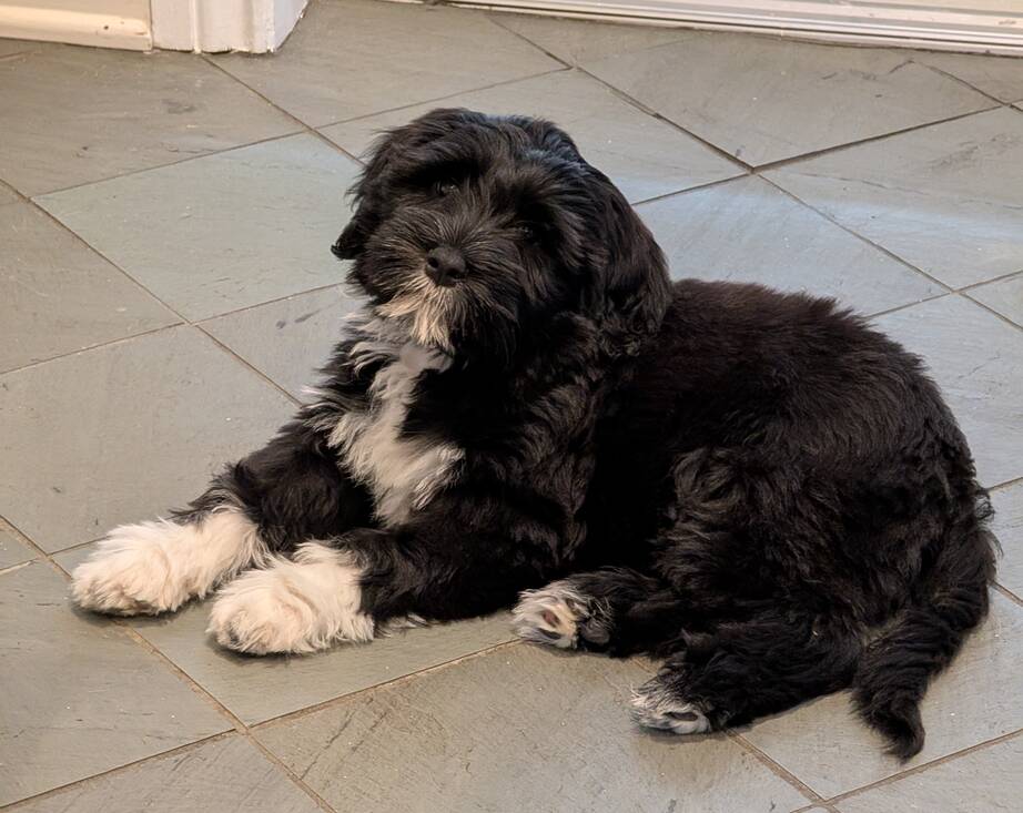 Poppy the Portugese waterdog